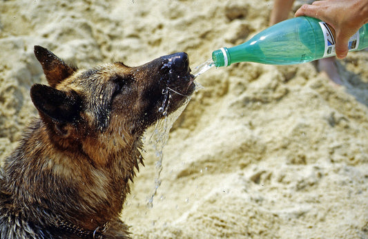 Preventing Heatstroke In Dogs