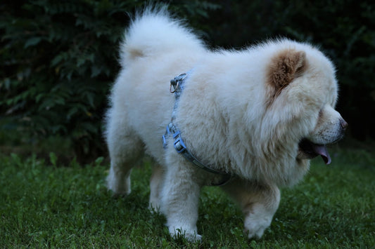 Chow-Chow Dog Breed Guide