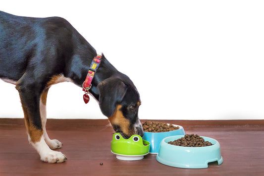 How To Stop Dogs Gulping Down Their Food