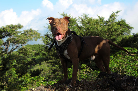 American-Pit-Bull-Terrier Dog Breed Guide