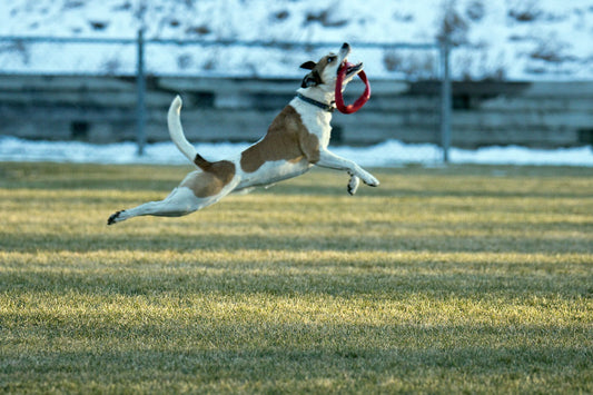 Reducing Your Dogs Prey Drive Chase Instincts