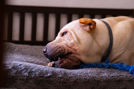 Shar-Pei Dog Breed Guide