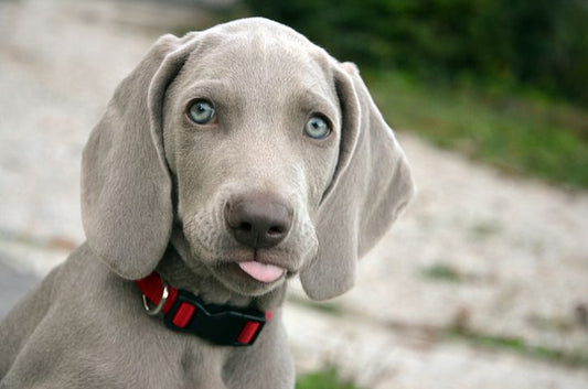 Dog With The Biggest Ears