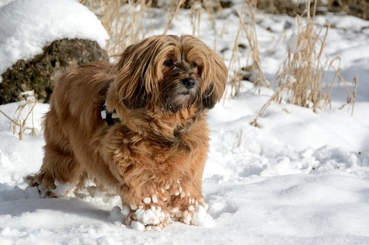 Tibetan-Terrier Dog Breed Guide