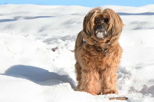 Terrier Dog Breeds