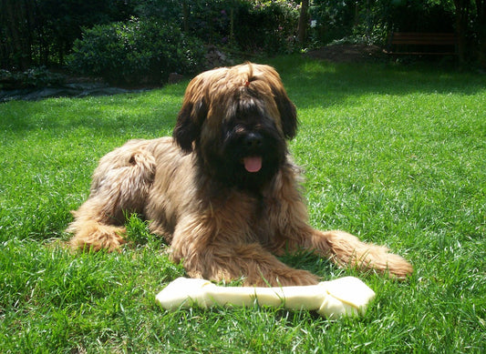 Briard Dog Breed Guide