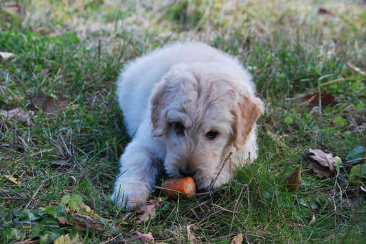 5 Healthy Vegetables For Dogs