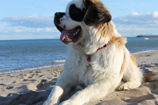 Giant Dog Breeds