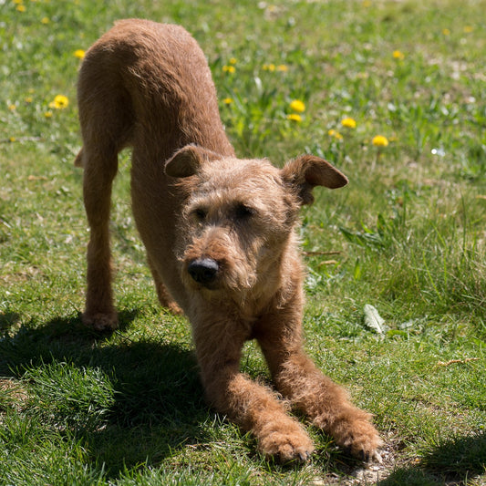 Dog Yoga Or Doga
