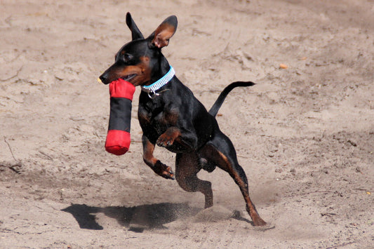 Miniature Dog Breeds