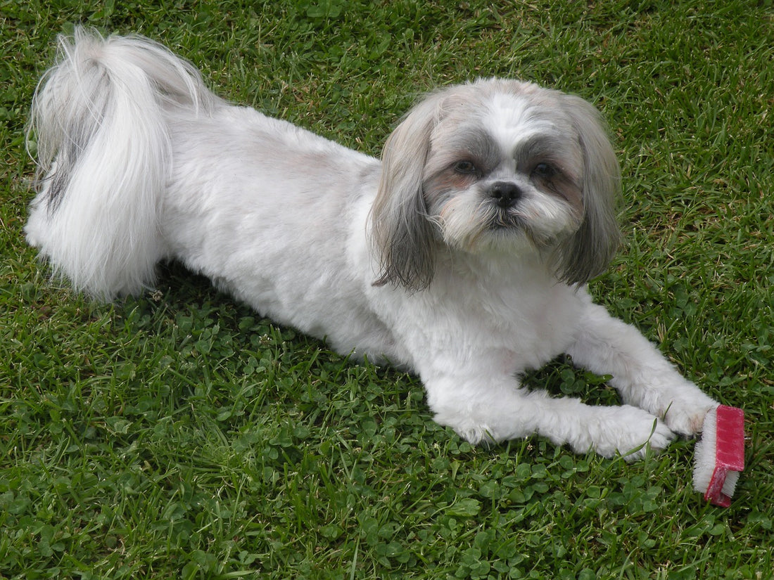 Black Shih Pure Bred Large Shih Tzu Breed Shih Tzu Dog Breed Guide