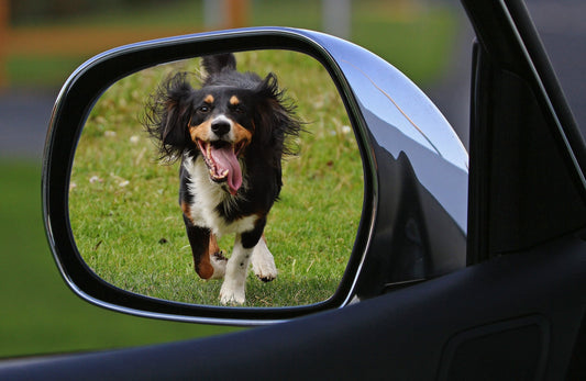 Can Dogs Recognise Their Reflection In A Mirror