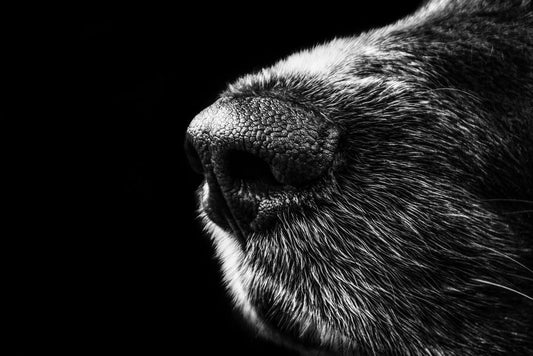 Dry Dog Noses