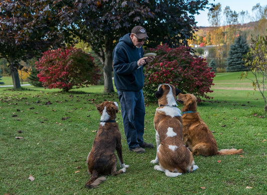 How To Teach Your Dog To Stay