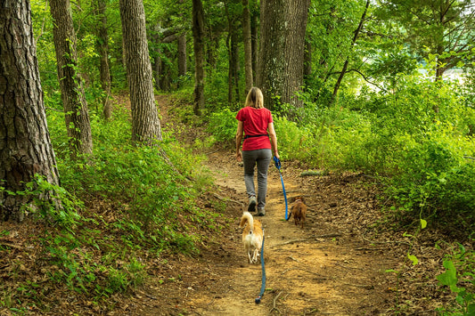 Keeping Your Dog Entertained While You Are Out
