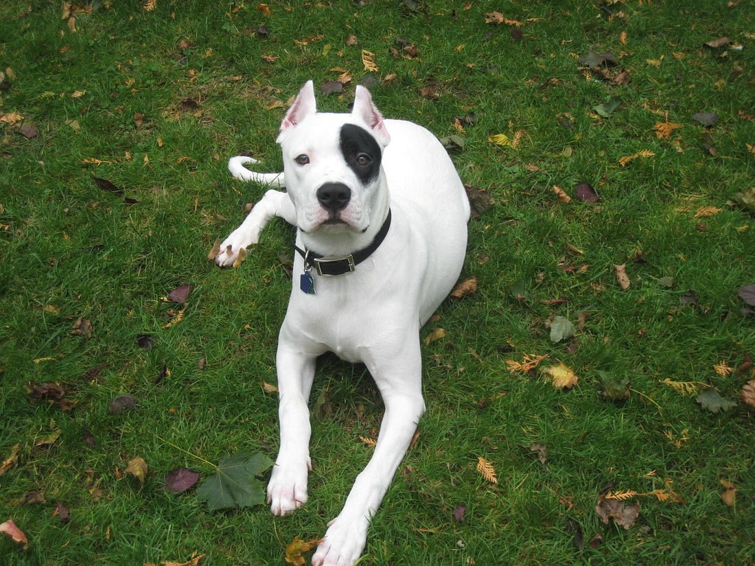 Dogo-Argentino Dog Breed Guide