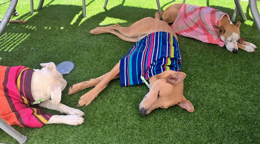 How To Keep Your Dog Cool