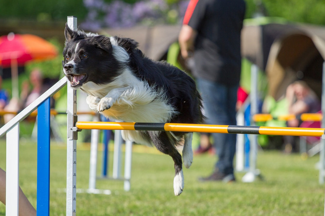 A Guide To Dog Agility