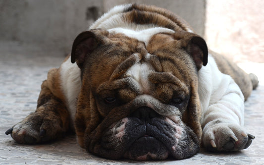English-Bulldog Dog Breed Guide