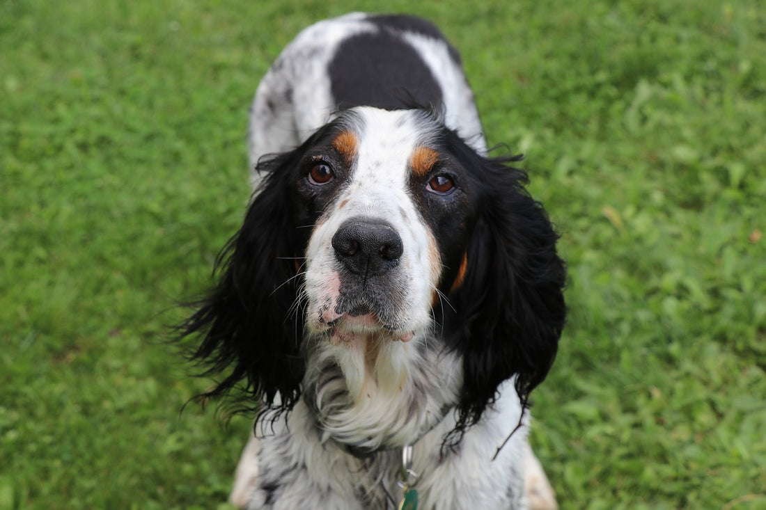 English-Setter Dog Breed Guide