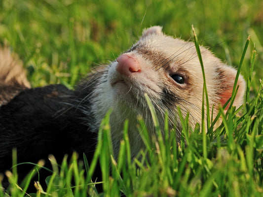 Exercise And Toys For Ferrets
