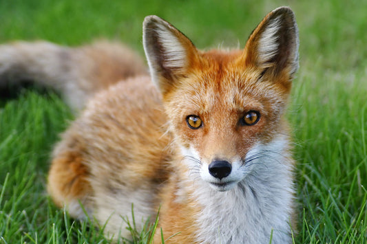 Why Dogs Roll In Fox Poo And How To Get Rid It