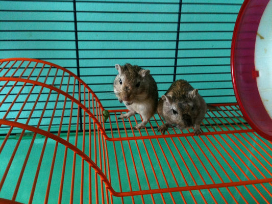 Gerbil Guide