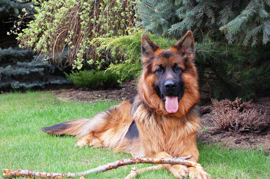 Alsatian Dog Breed Guide
