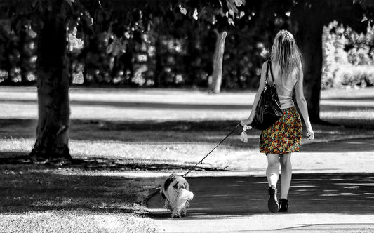 Why Dogs Make Great Pets
