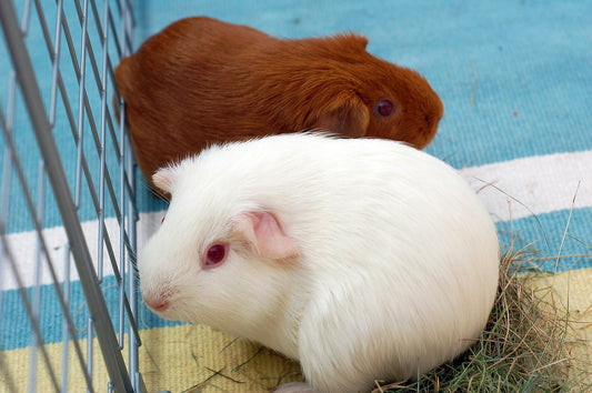How Long Do Guinea Pigs Live