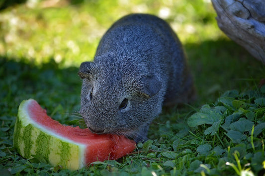 A Guide To Owning A Guinea Pig