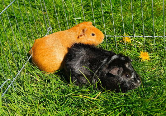Chinchilla Types Colours