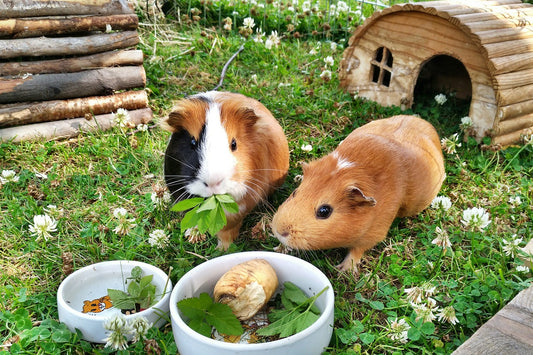 Adopting A Rescue Guinea Pig