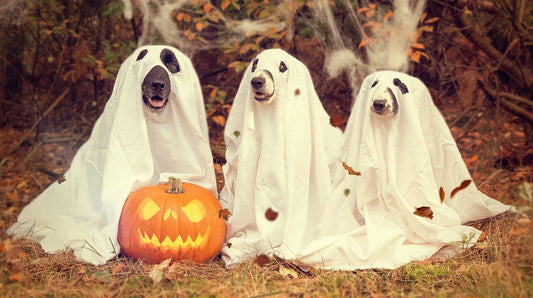 Halloween & Dogs