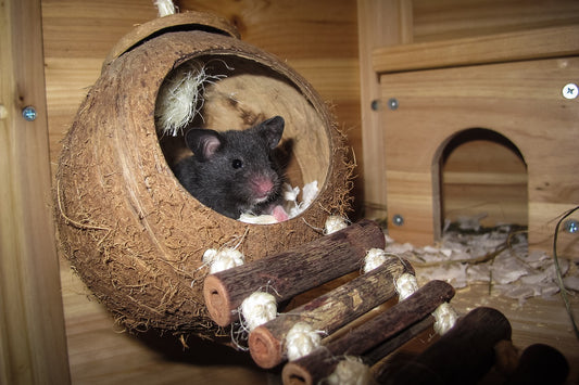 Baby Hamsters