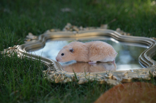 Hamsters For Sale