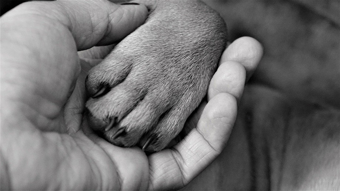 Which Dog Breeds Have The Biggest Paws