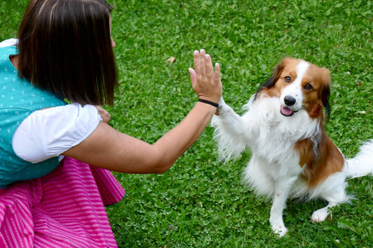 Dog Tricks To Teach Your Dog