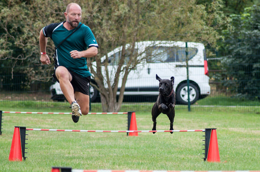 A Guide To Recall Training Your Dog