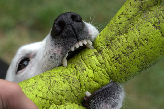Dogs With The Strongest Bite Force