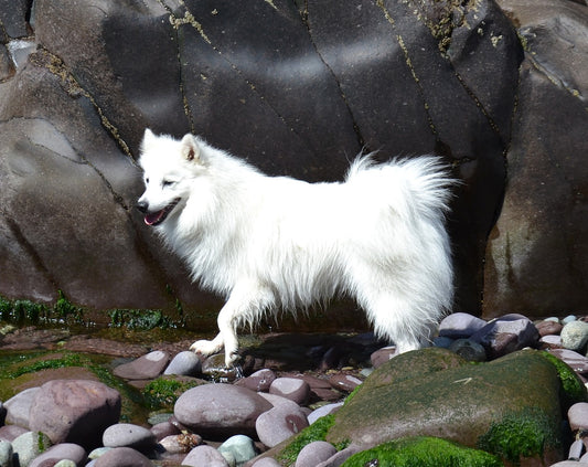 Japenese Dog Breeds