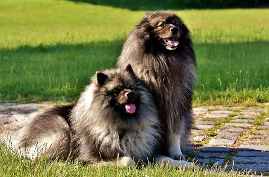 Medium Dog Breeds