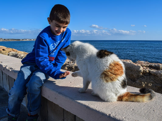 How To Play With Your Cat