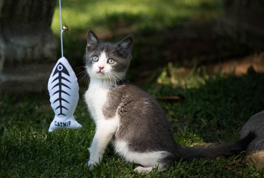 Tricks You Can Teach Smart Kitties