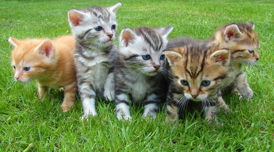 Cat Names
