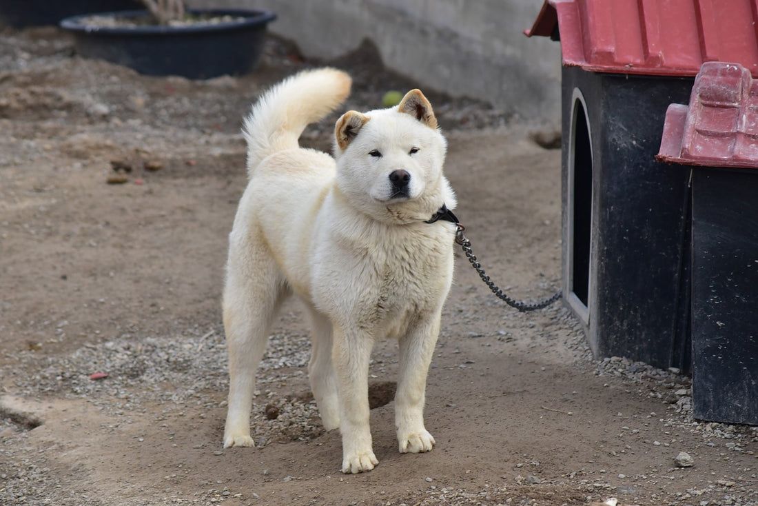 Korean Jindo Dog Breed Guide | Time for Paws