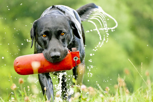Which Are The Naughtiest Breeds Of Dog