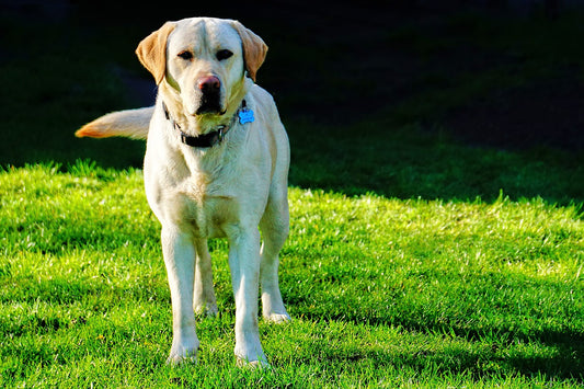 Labrador-Retriever Dog Breed Guide