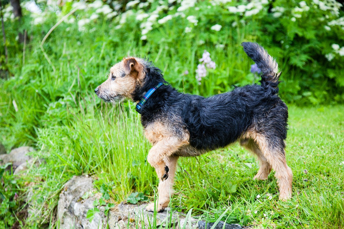 Lakeland-Terrier Dog Breed Guide