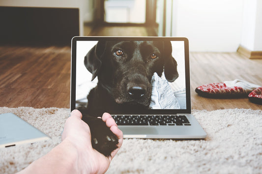 Where To Buy A Dog